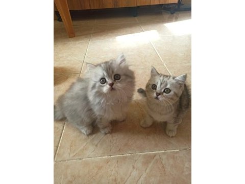 British shorthair / longhair yavrularımız