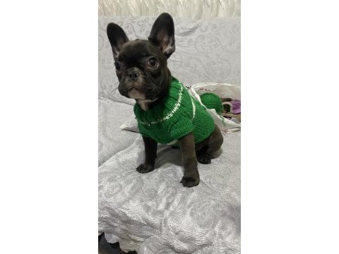 Pera 5 aylık dişi french bulldog