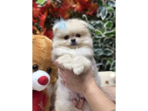 Mini teacup pomeranian oğlumuz