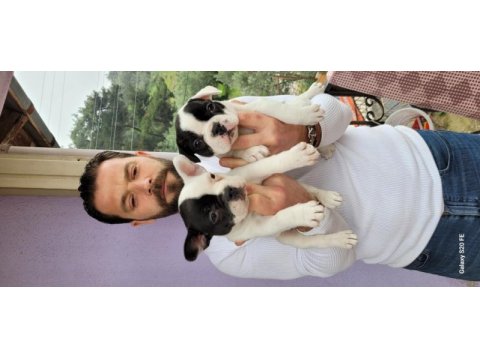 Safkan french bulldog yavruları
