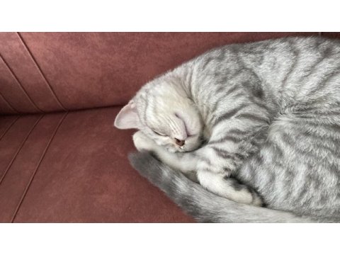 British shorthair 4 aylık