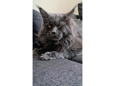 İlloai ve arthur yavruları hepsi şampiyon adayı maine coon