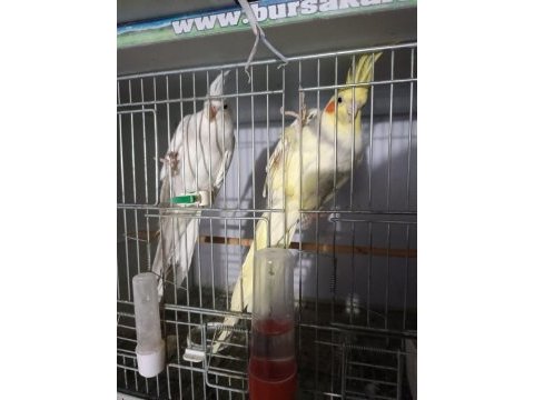 Kuşlar genç ve daha önce yavru alınmıştır