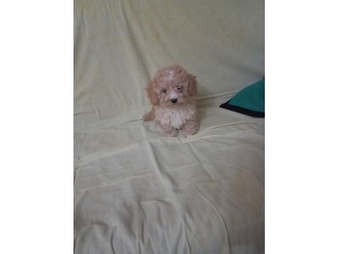 Toy poodle yavrularımız sağlık ve ırk garantili