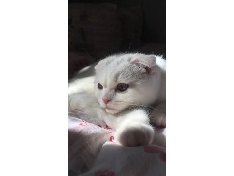 1 yaşında dişi scottish fold