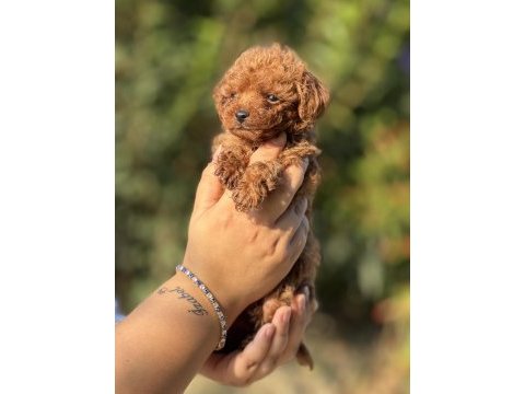 Çiş eğitimli sağlık garantili aşılı toy poodle 