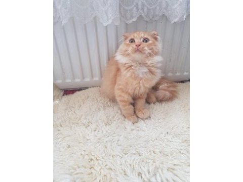Çok tatlı ve sevecen bir yavru scottish fold