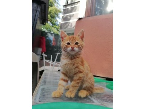 Tatlı mı tatlı yavru kediler