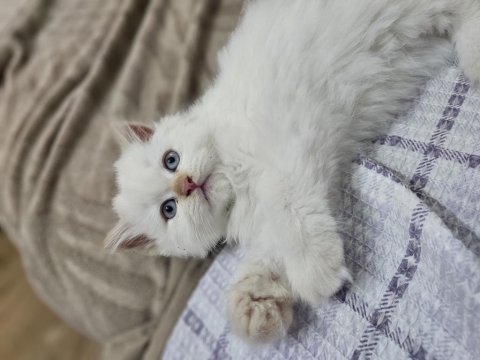 İran chinchilla 2 aylık