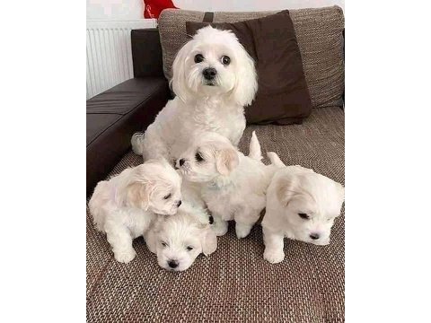 Maltese terrier yavrularımız aynı gün teslimat