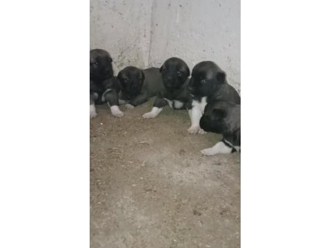 Gürün yavru köpekler