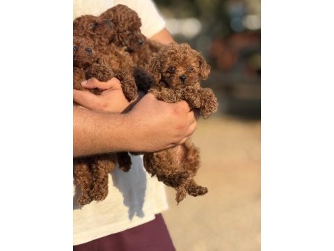 Büyümeyen aşılı çiş eğitimli toy poodle 