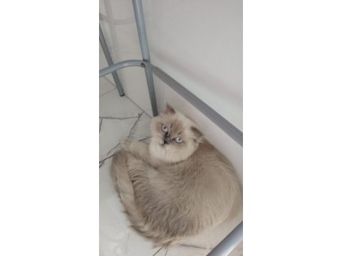 Scottish fold blue point ücretsiz