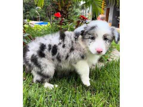 Border collie kapıda ödemeli çiftlik kredi kartı geçer