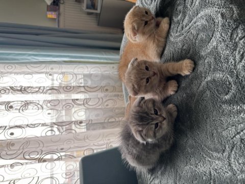İki aylık yavru kediler