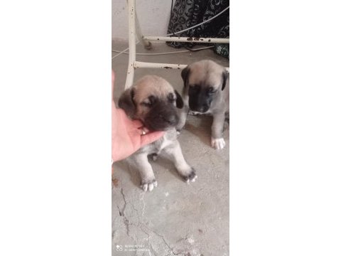 Aslan gibi kangal yavruları