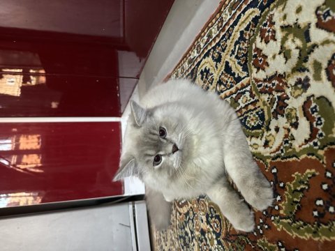 8 aylık erkek british longhair