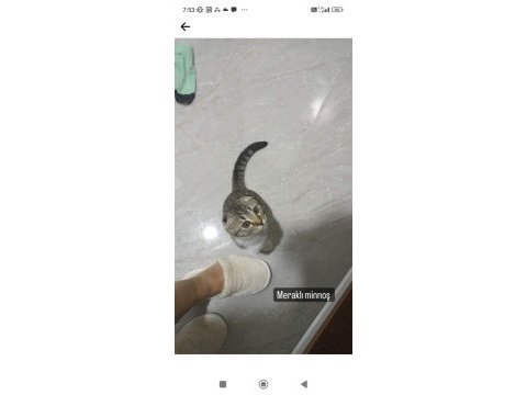 Scottish fold dişi 1 yaşında
