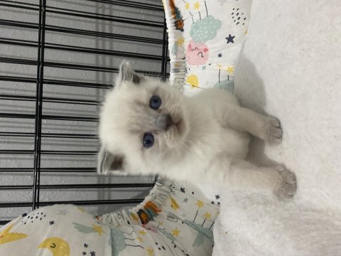 Saf kan scottish fold ve blue point yavrular
