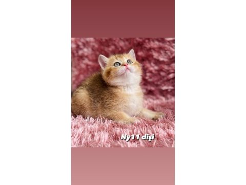 British golden ve british golden bicolor dişi yavrular