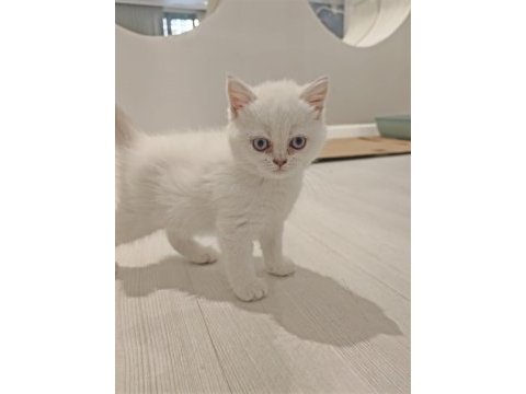 Son 2 yavru kedim kaldı acele et kaçırma