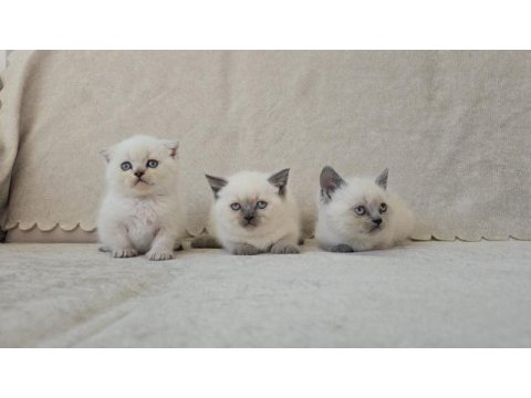Blue point scottish fold ve british shorthair