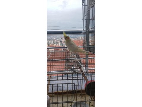 Lutino kırmızı göz sultan papağanı