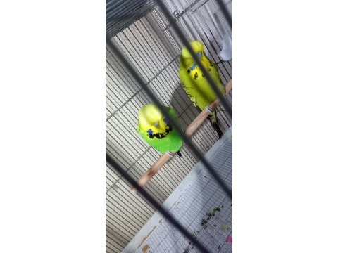 Jumbo takım yavru vermiş garantili kuşumuz