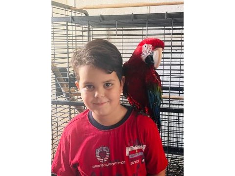Kırmızı macaw papağanı