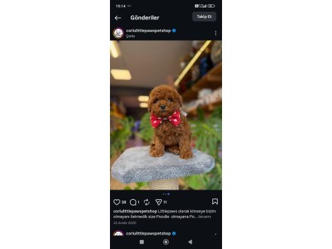 Dişi red toy poodle yavrumuz ufak boy ve sağlık garantili