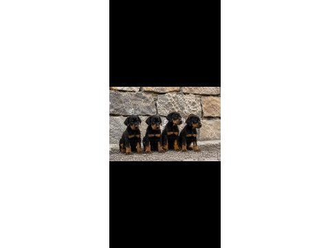 Safkan doberman yavrular