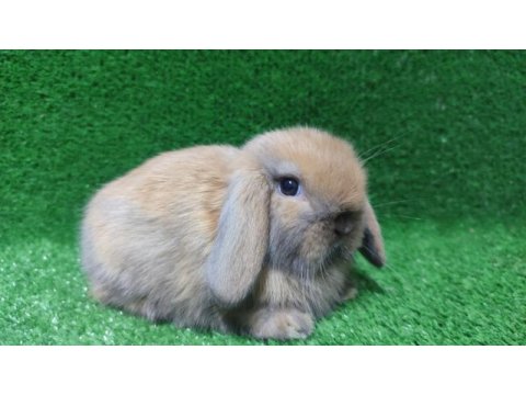 Mini lop tavşanı