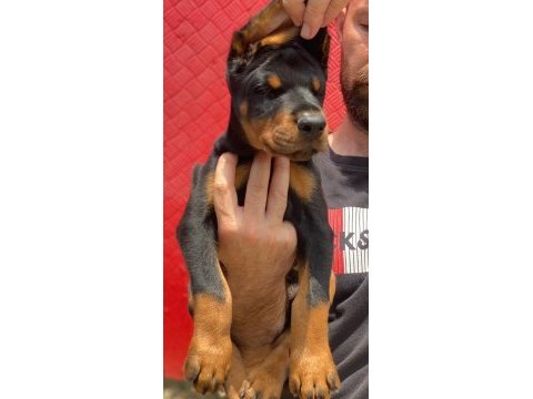 Üst kalite a şecereli yavrular european doberman king