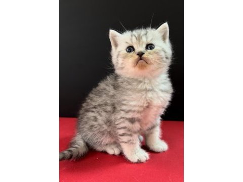 33 yıllık canpette british shorthair yavruları