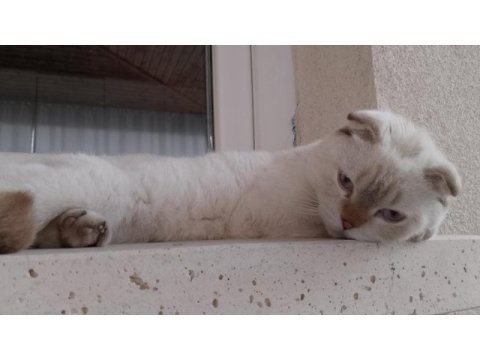 Beyaz gri uysal 7 aylık scottish kedi