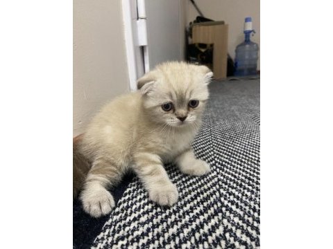 Scottish fold kedimiz sahiplendirilecektir
