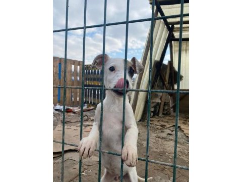 Jack russell melezleri için acil yuva sıcak yuvaları olsun