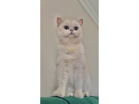 Şecereli oğlumun beyaz british shorthair bebişleri