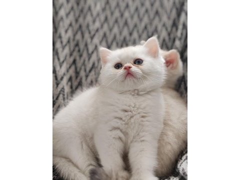 Safkan british shorthair yavrular