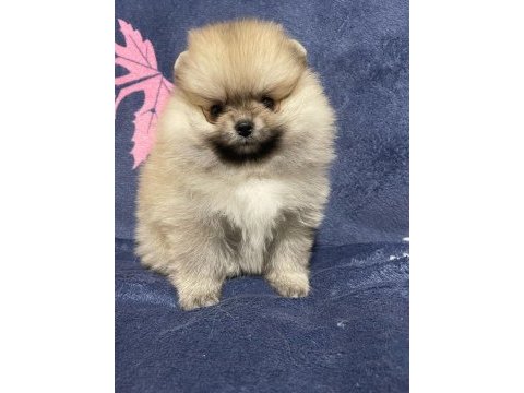 Pomeranian boo