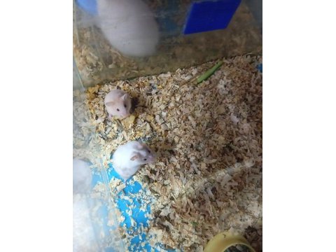 Oyuncu hamster yavruları