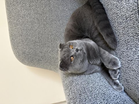 10 aylık scottish fold erkek kedimiz