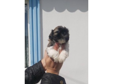 Bebeklerimiz yeni ailelerini bekliyor sihh tzu