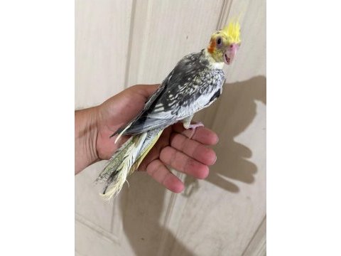 52 günlük renk güzeli pied bebek sultan papağanı