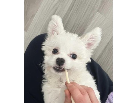 Akıllı kızımızdan ayrılmak zorundayız maltese terrier