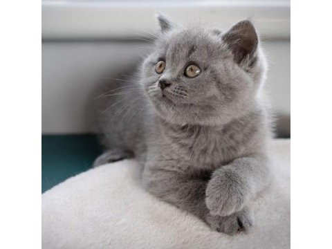 British shorthair yavruları