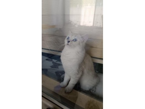 Sahibinden ücretsiz bir birbirinden güzel kediler