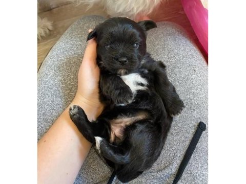Çanta boy büyümeyen morkie yavruları