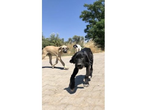 Şirin av köpeği yavruları sahiplendirilecektir