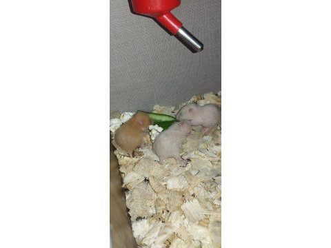 Komple syria ailesi 9 yavrulu hamster